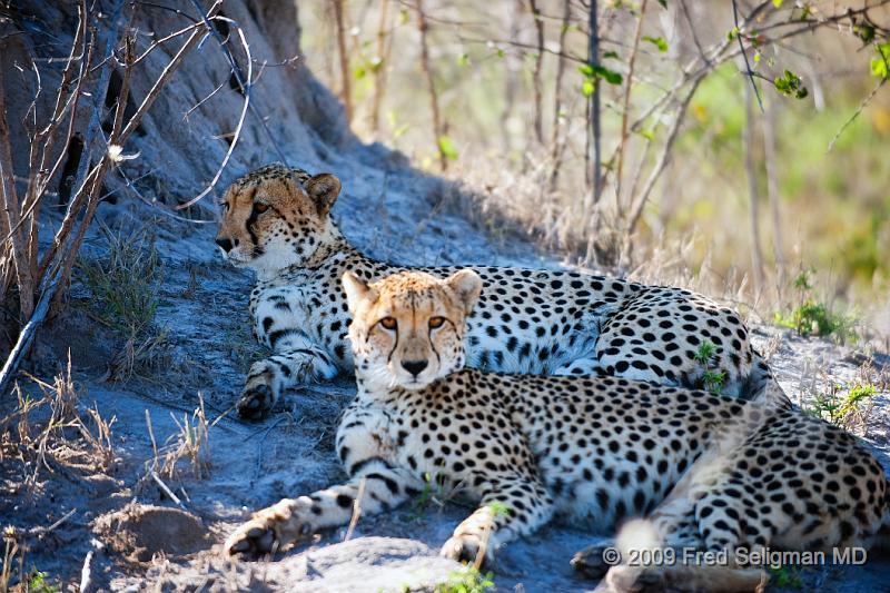 20090618_091529 D3 X1.jpg - Cheetah at Selinda Spillway (Hunda Island) Botswana